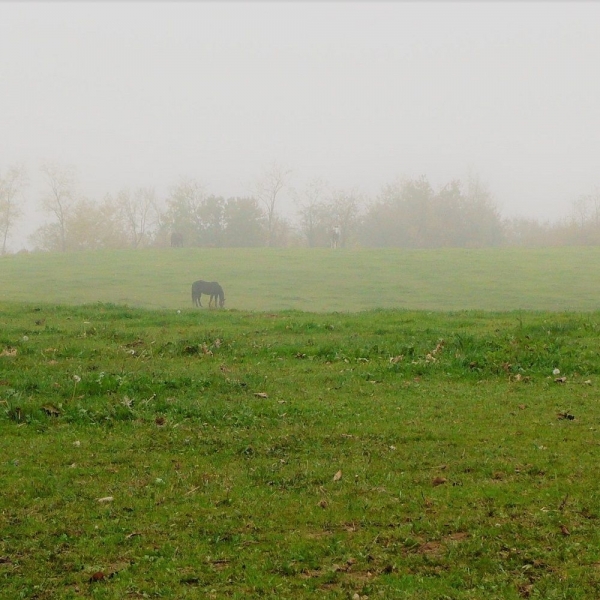 SEMI DI LOIETTO PERENNE PASTORAL 25 KG - tardivo - 4n