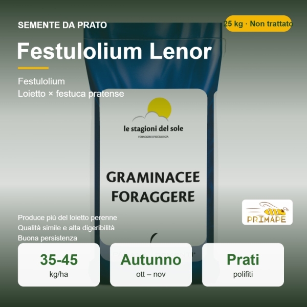 Semi di Festulolium Lenor – 25 kg – Prato e Foraggio – Non tr...