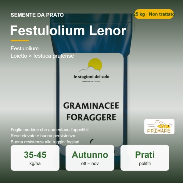 Semi di Festulolium Lenor – 25 kg – Non trattati – per Prato ...