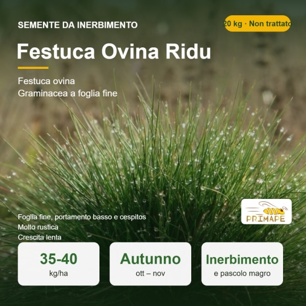 Semi di Festuca Ovina Ridu – 20 kg – Inerbimento e Pascolo – ...