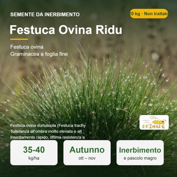 Semi di Festuca Ovina Ridu – 20 kg – Non trattati – per Inerb...
