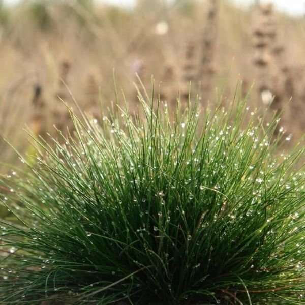 SEMI DI FESTUCA OVINA RIDU KG 20 KG