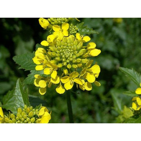 SEMI DI SENAPE BIANCA NEMATOCIDA- VARIETÀ SINEX 25KG - NON TRATTATO