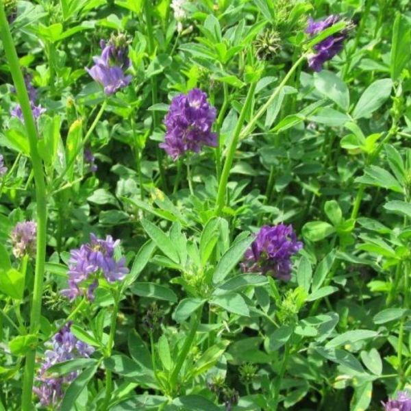 SEMI DI ERBA MEDICA- VARIETÀ COSTANZA-25KG- NON TRATTATO