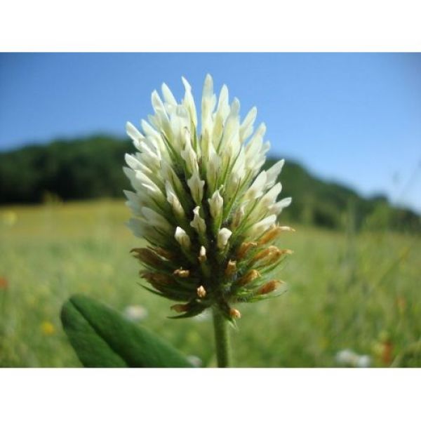 SEMI DI TRIFOGLIO SQUARROSO  VARIETÀ SQUARROSO - 25KG NON TRATTATO