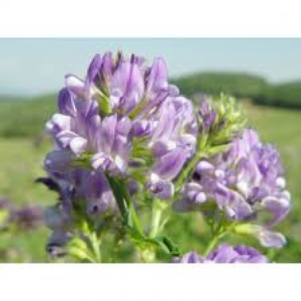 SEMI DI LOIETTO PERENNE - VARIETÀ MATHILDE 25KG - NON TRATTATO