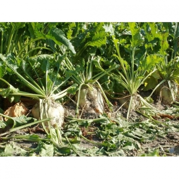 SEMI DI RAFANO BIOLOGICO - VARIETA' TORO - 25KG