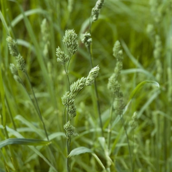 SEMI DI ERBA MAZZOLINA - DACTYLIS GLOMERATA SWANTE - 15 KG