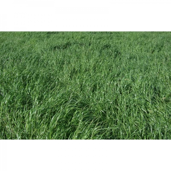 SEMI DI LOIETTO WEST. DIPLOIDE ANDREA 25 KG