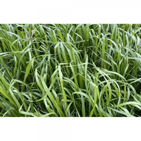 SEMI DI LOIETTO WEST. TETRAPLOIDE BARTIGRA 25 KG