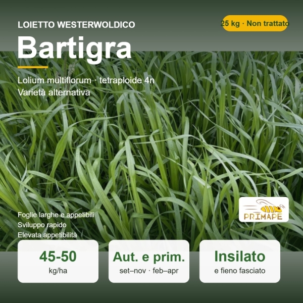 Loietto Westerwoldico Bartigra – 25 kg – Non trattati – per I...