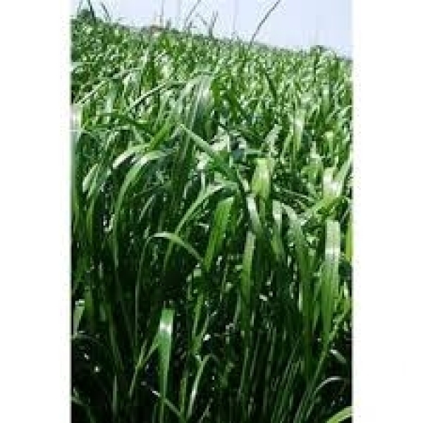 SEMI DI LOIETTO WEST. TETRAPLOIDE BIG BANG 25 KG