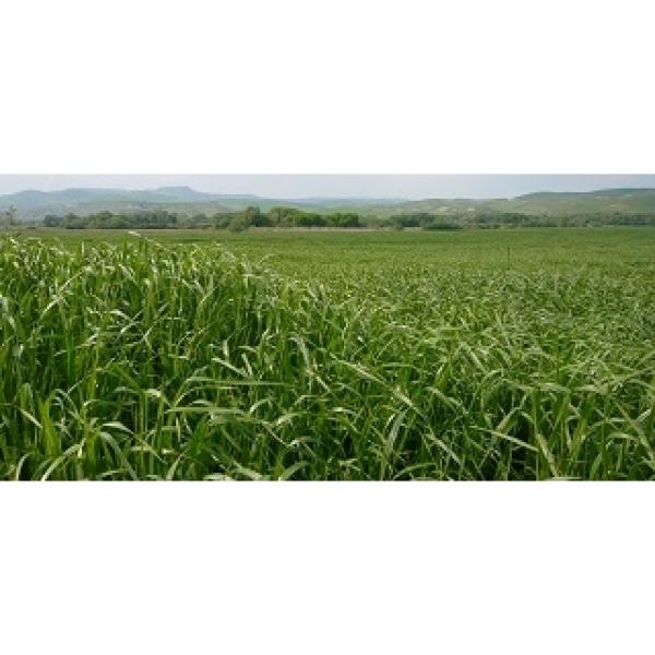 SEMI DI LOIETTO ITALICO TETRAPLOIDE DUKAT 25 KG