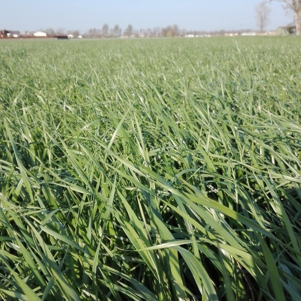 Semi di Loietto Italico Excellent – 25 kg – Non trattati – Pe...