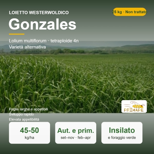 Loietto Westerwoldico Gonzales – 25 kg – Non trattati – per I...