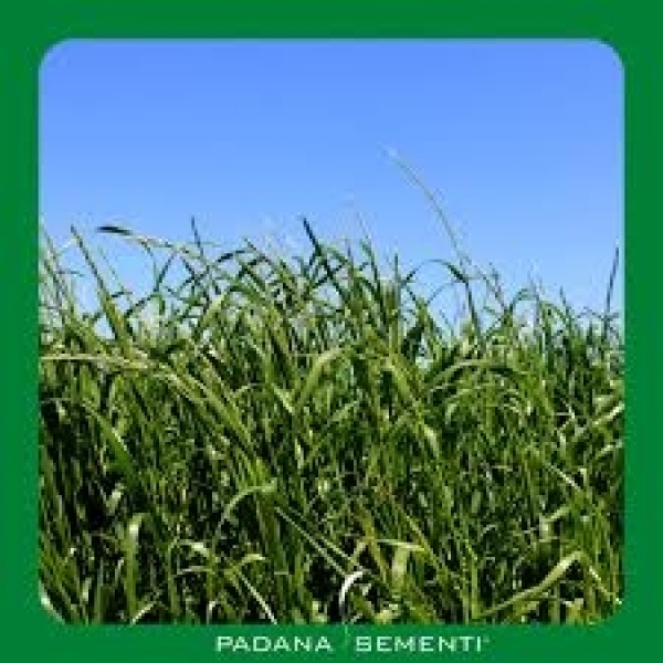 SEMI DI LOIETTO WEST. TETRAPLOIDE LINOS 25 KG