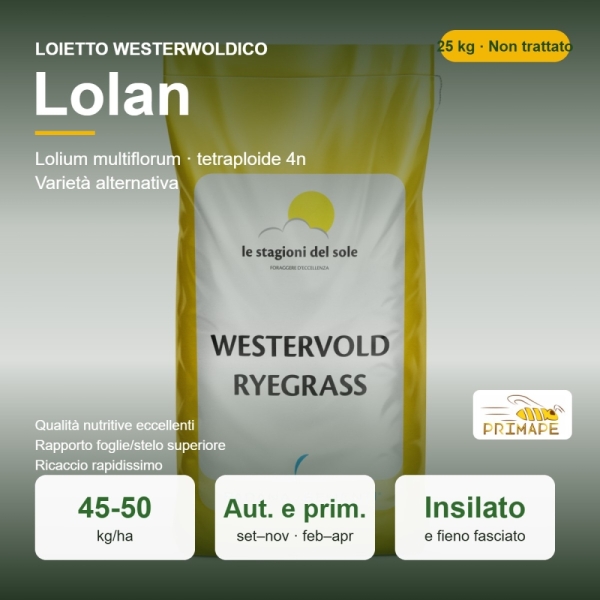 Loietto Westerwoldico Lolan – 25 kg – Non trattati – per Insi...