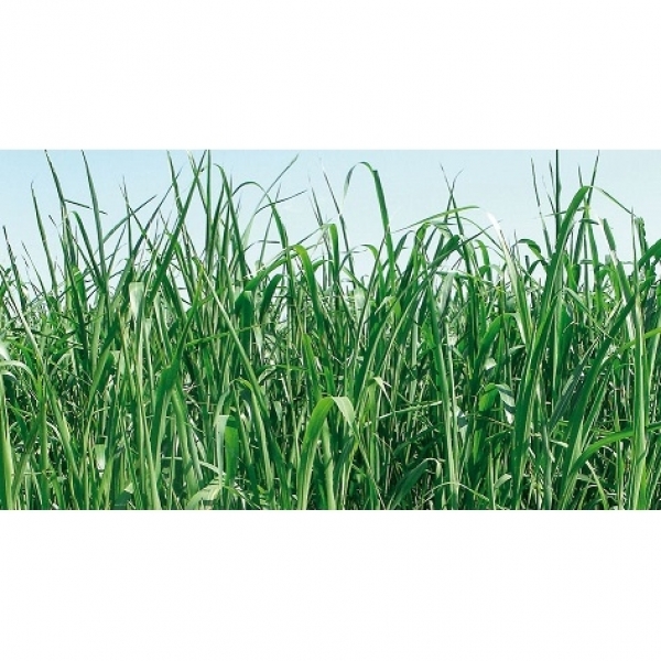 SEMI DI LOIETTO WEST. TETRAPLOIDE LOLAN 25 KG