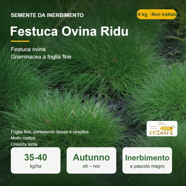 Semi di Festuca Ovina Ridu – 18 kg – Inerbimento e Pascolo – ...