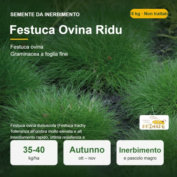 Semi di Festuca Ovina Ridu – 18 kg – Non trattati – Per Inerb...