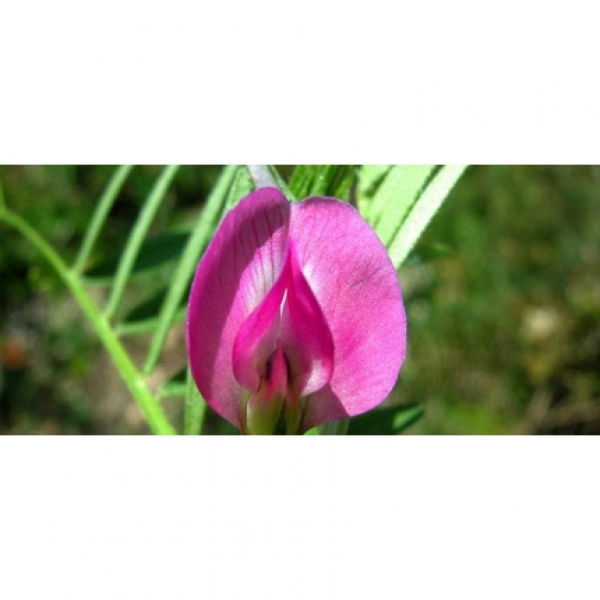 SEMI DI VECCIA COMUNE ALEXANDROS 25 KG