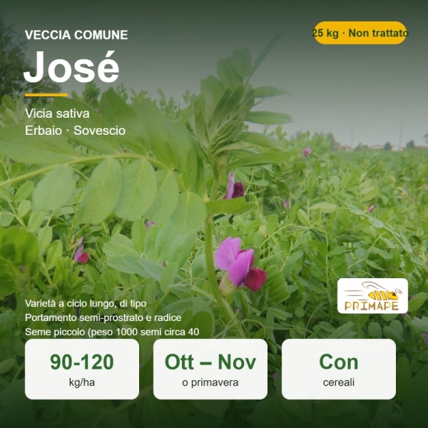 Semi di Veccia Comune José – 25 kg – Non trattati – per Erba...