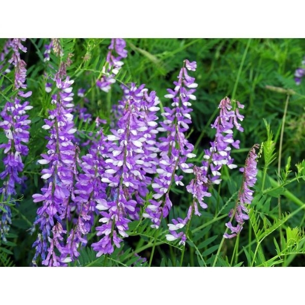 SEMI DI VECCIA VILLOSA CAPELLO 25 KG