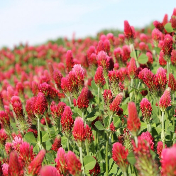 SEMI DI TRIFOGLIO INCARNATO ALBEROBELLO - PRECOCE 25 KG