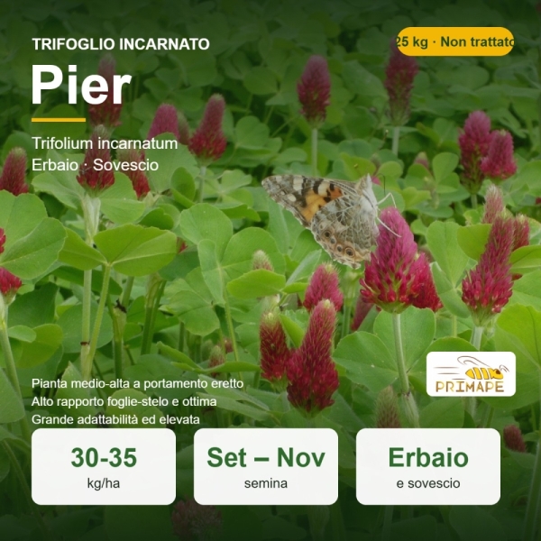 Semi di Trifoglio Incarnato Pier – 25 kg – Erbaio e Sovescio �...