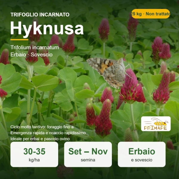 Semi di Trifoglio Incarnato Hyknusa – 25 kg – Erbaio e Sovescio...
