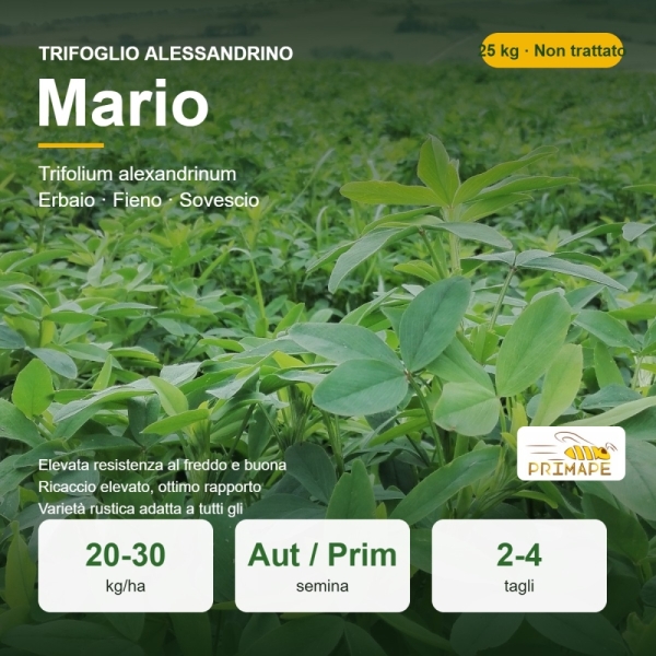 Semi di Trifoglio Alessandrino Mario – 25 kg – Erbaio e Sovesci...