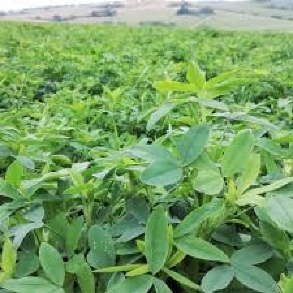 SEMI DI TRIFOGLIO ALESSANDRINO MARIO 25 KG