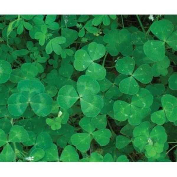 SEMI DI TRIFOGLIO SOTTERRANEO KARAKA COMMERCIALE 25 KG