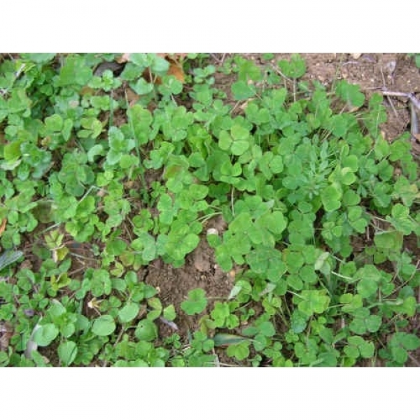 SEMI DI TRIFOGLIO SOTTERRANEO SEATON PARK 25 KG