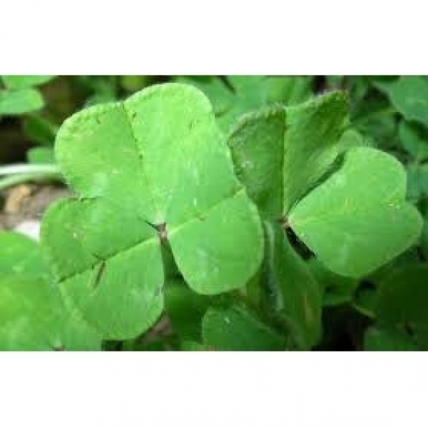 SEMI DI TRIFOGLIO SOTTERRANEO TRIKKALA 25 KG