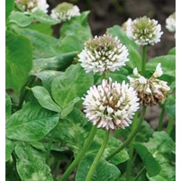 SEMI DI TRIFOGLIO MICHELIANO PARADANA COMM.LE 25 KG