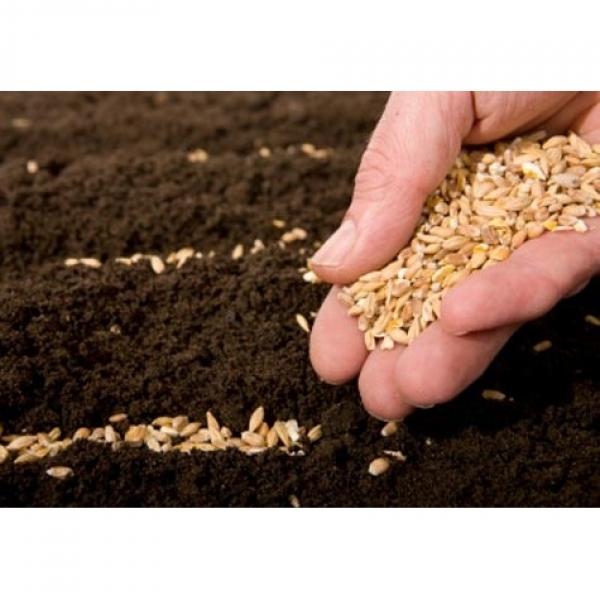 SEMI DI SULLA SGUSCIATA COMMERCIALE 25 KG