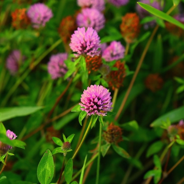 SEMI DI TRIFOGLIO PRATENSE PASIEKA 10 KG IN CONFEZIONI DA 1 KG
