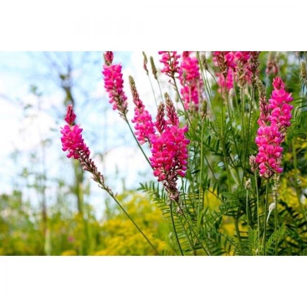 SEMI DI LUPINELLA IN GUSCIO COMM.LE 25 KG