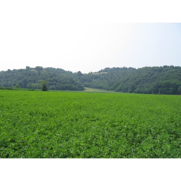 SEMI DI ERBA MEDICA FRIGOS BIOLOGICA 10 KG