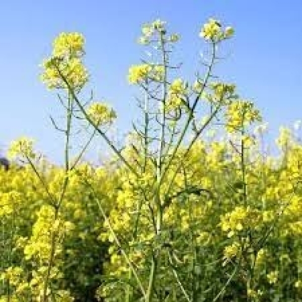 SEMI DI SENAPE BRUNA PIRAT BIOLOGICA  25 KG