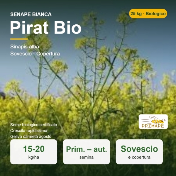 Semi di Senape Bianca Pirat Bio – 25 kg – Sovescio e Copertura