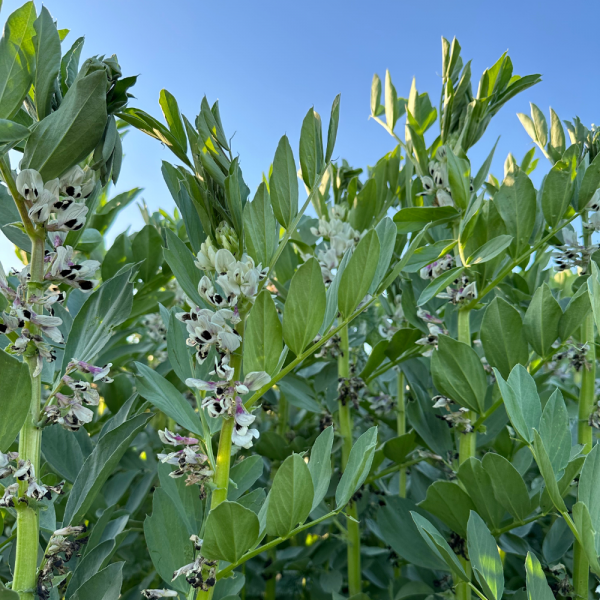 SEMI DI FAVINO BIANCO SOLON 1^ RIP 25 KG- NON TRATTATO
