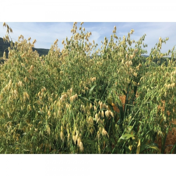 SEMI DI AVENA BIANCA AVENY 2^RIP 25 KG TRATTATA