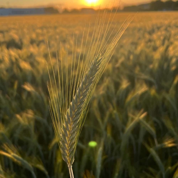 SEMI DI TRITICALE GORILLA 2^RIP 25 KG NON TRATTATO