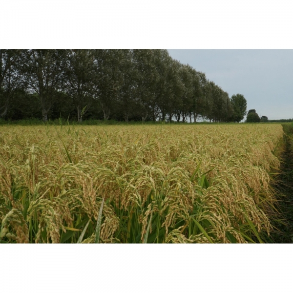 SEMI DI TRITICALE GRIFONE 2^RIP 25 KG TRATTATO