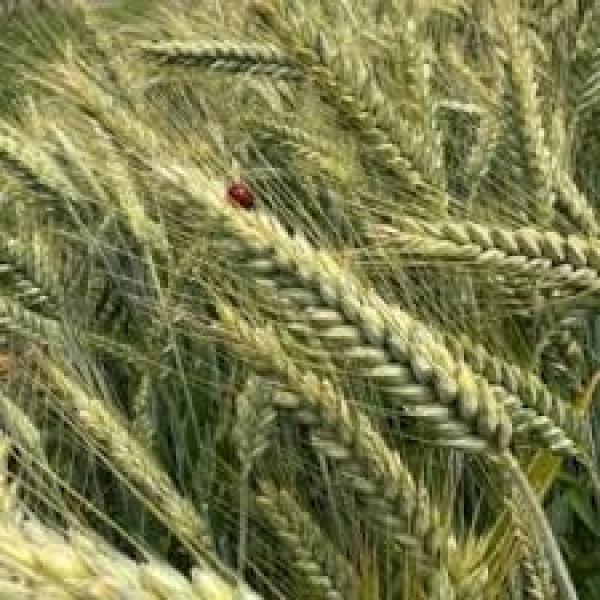 SEMI DI TRITICALE LEONTINO 2^RIP 500 KG TRATTATO