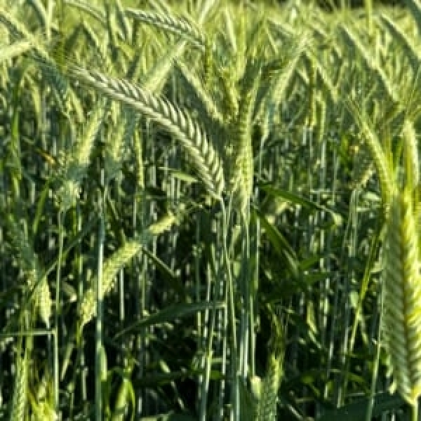 SEMI DI TRITICALE TRIBUTO 2^RIP 25 KG TRATTATO