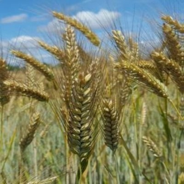 SEMI DI TRITICALE TRIMAXUS 1^RIP 30 KG TRATTATO