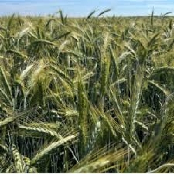 SEMI DI TRITICALE TRIMONDO 2^RIP 25 KG TRATTATO PROSEED (AMMESSO AN...